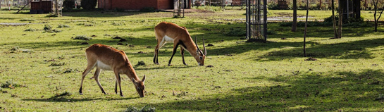 Wild- und Freizeitpark Ostrittrum