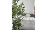 Etagenwohnung Bremen Neustadt - 1 Zimmer, 33 m&sup2;, 890&euro; | Angebot:26698909