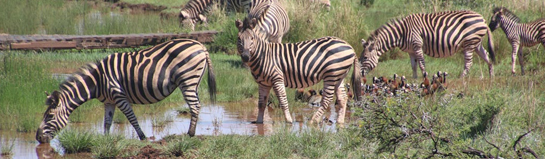 Tier- und Freizeitpark Thüle Friesoythe Emsland