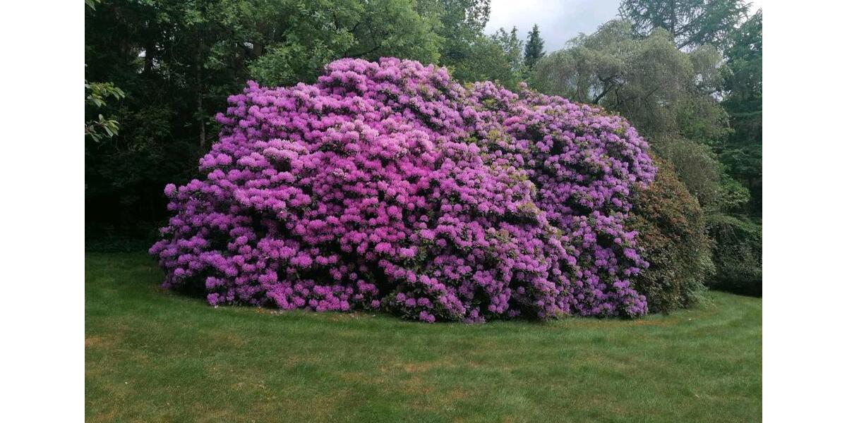 Einfamilienhaus Osterholz-Scharmbeck Scharmbeck - 7 Zimmer, 227 m&sup2;, 640.000&euro; | Angebot:26186371